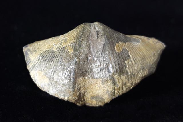Cyrtospirifer verneuili (MURCHISON 1840) - Bild © FossNet FossilienStore